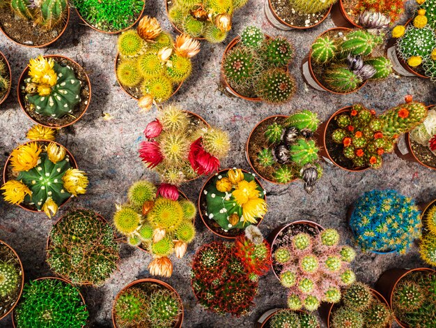 Un gran numero di cactus. Cactus di diverse forme e colori