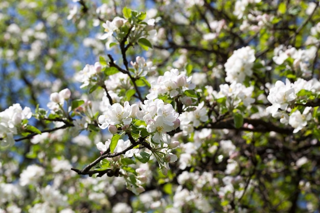 Un gran numero di fiori di melo bianchi e rosa su uno sfondo di verde, melo e cielo blu, natura specifica primaverile, primo piano