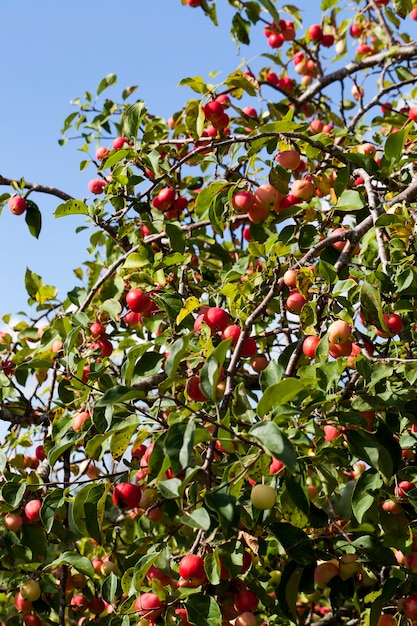 Un gran numero di piccole mele rosse selvatiche non gustose tra il fogliame verde, contrasta con la natura alla fine dell'estate