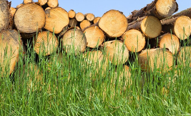 Un gran numero di tronchi d'albero rotondi con anelli annuali viene piegato durante il disboscamento