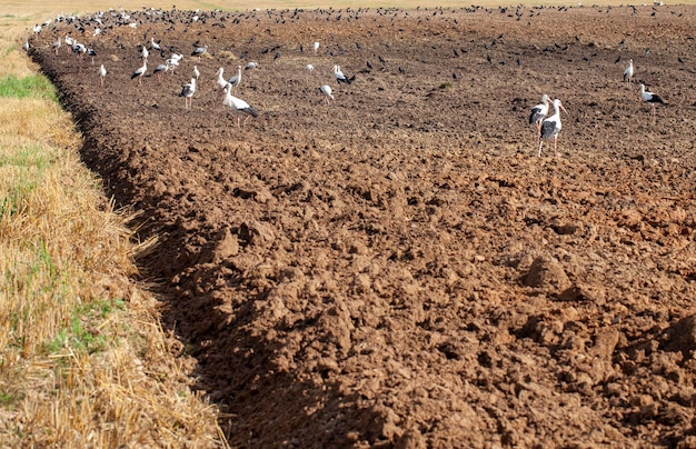 Un gran numero di uccelli cicogna su terreno fertile arato