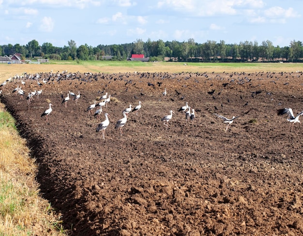 Un gran numero di uccelli cicogna su terreno fertile arato