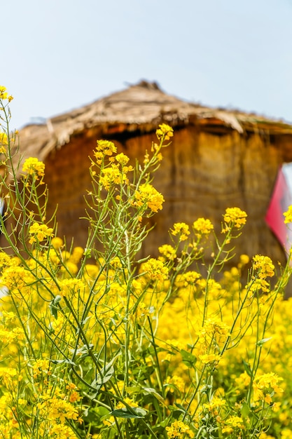 Un granaio in un campo di colza