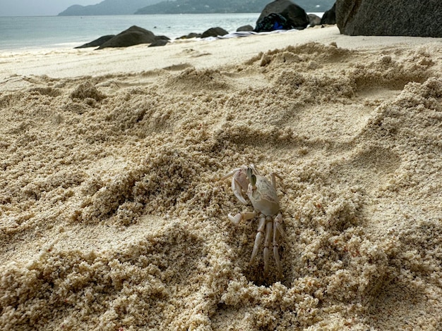 Un granchio è sulla spiaggia con l'oceano sullo sfondo.