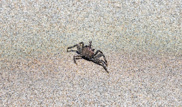 Un granchio nero che cammina sulla spiaggia da vicino