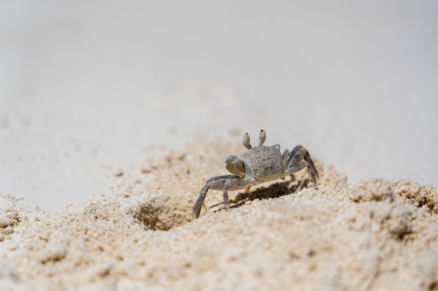 Un granchio semi-terrestre del fantasma sulla spiaggia di sabbia vicino all'oceano, Zanzibar, Tanzania. A volte è anche conosciuto come un granchio di sabbia.