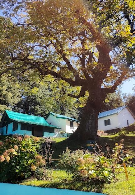 Un grande albero che brilla sotto la luce del sole con piccole case ai lati