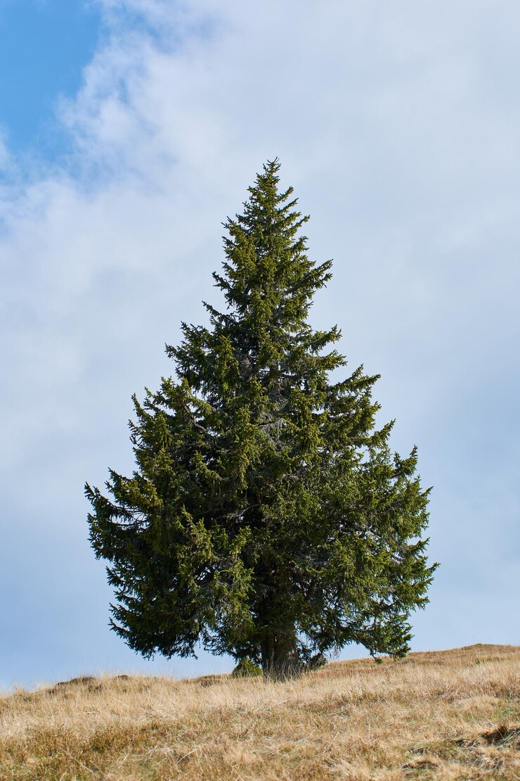 Foto un grande albero di abete sullo sfondo con un cielo di nuvole grigie