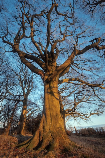 Un grande albero illuminato dalla luce del tramonto nel parco beecraigs country park west lothian Scozia