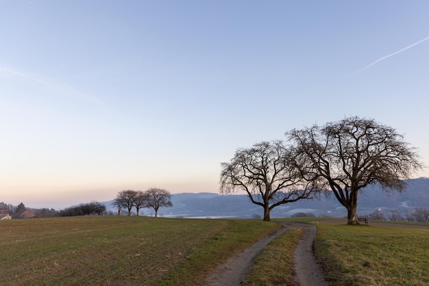 Un grande albero sfrondato vicino a un sentiero su una collina alla luce del sole