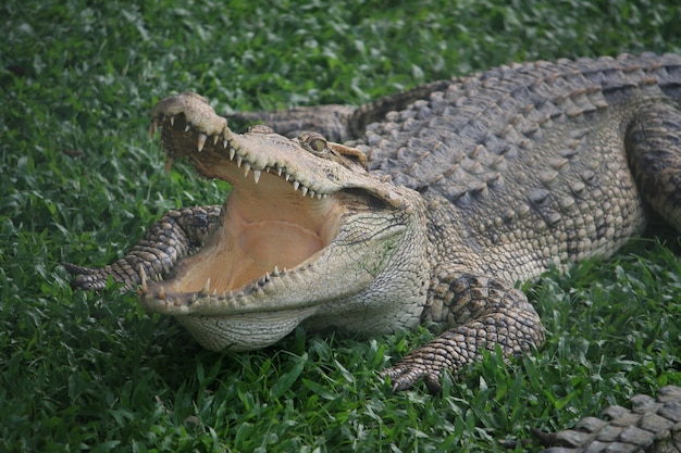 Un grande alligatore che attraversa sull'erba