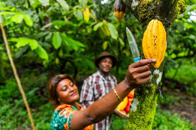 Un grande baccello di cacao ancora attaccato all'albero viene tagliato da un raccoglitore che brandisce un coltello