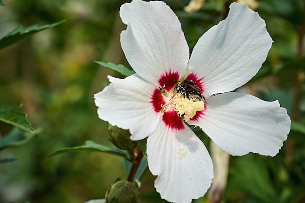 Un grande bel fiore bianco primo piano tra le foglie verdi