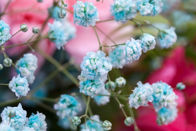 Un grande bouquet con piccoli arbusti di fiori blu