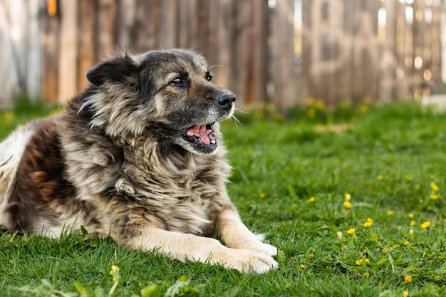 Un grande buon cane di razza giace sull'erba e abbaia sullo sfondo di una vecchia staccionata di legno.