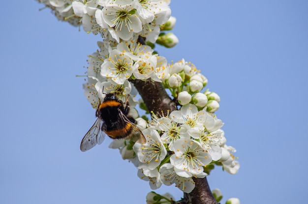 Un grande calabrone peloso impollina i fiori di un albero di albicocco