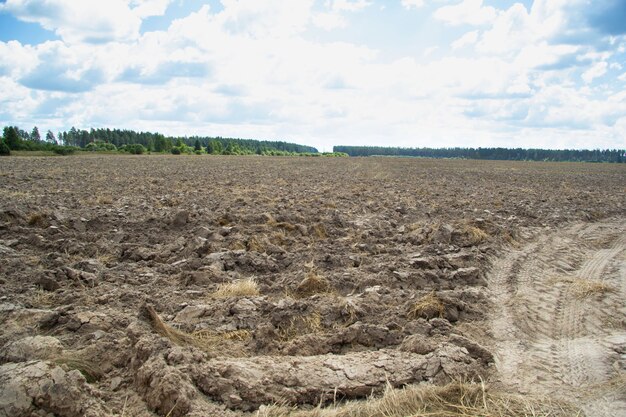 Un grande campo arato dopo il grano. In lontananza puoi vedere la foresta