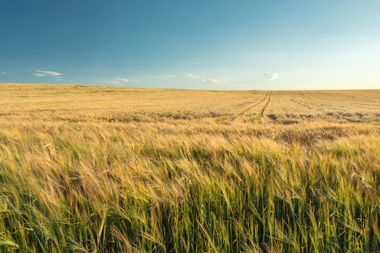Foto un grande campo con orzo dorato l'orizzonte e il cielo estate vista rurale