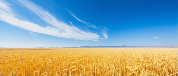 un grande campo con orzo dorato l'orizzonte e il sk