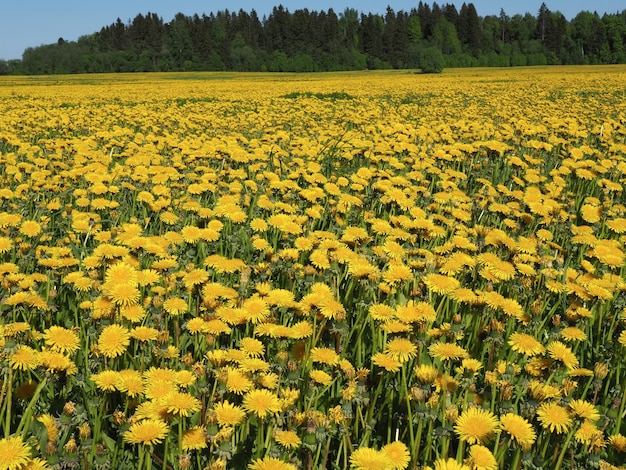 Un grande campo coperto di fiori di tarassaco e una foresta all'orizzonte. Regione di Leningrado, Russia.