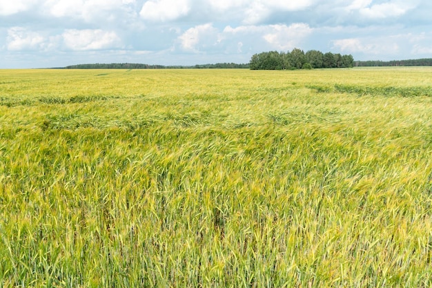 Un grande campo di grano giovane verde su uno sfondo di cielo blu e foresta Spighe di grano sono inchiodate al suolo da un forte vento Agricoltura ecologica Coltivazione di cereali