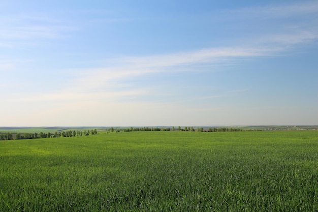 Un grande campo verde