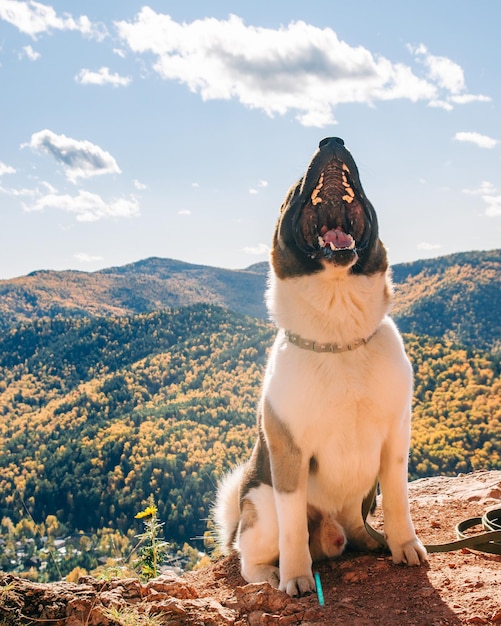 Un grande cane domestico di razza Akita americana si siede su una roccia sullo sfondo delle montagne