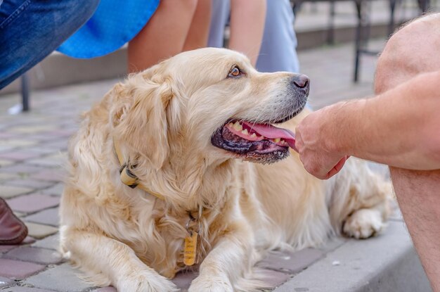 Un grande cane lanuginoso beige con un'espressione allegra e gentile l