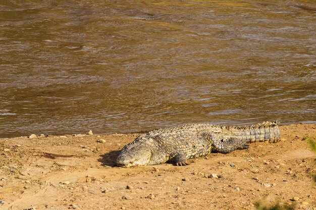 Un grande coccodrillo sulla riva del fiume