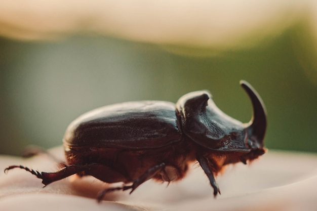 Un grande coleottero nero sulla mano Chalcosoma rinoceronte con ali macro primo piano raccolta di coleotteri Foto macro di un primo piano coleottero Raccolta di insetti Protezione degli animali