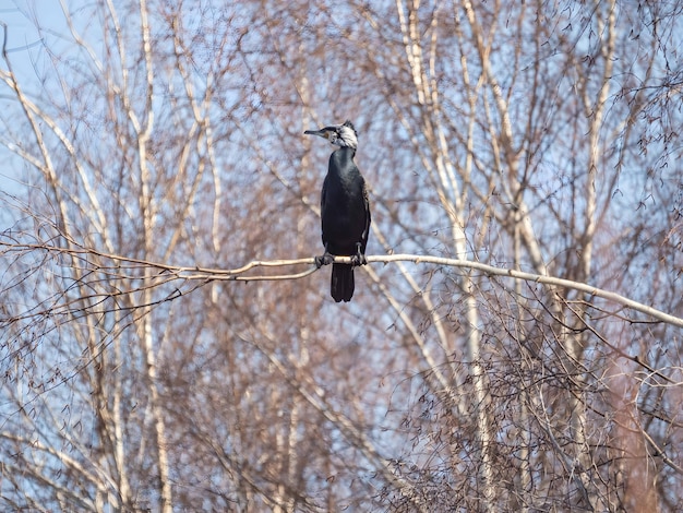 Un grande cormorano su un ramo contro il cielo