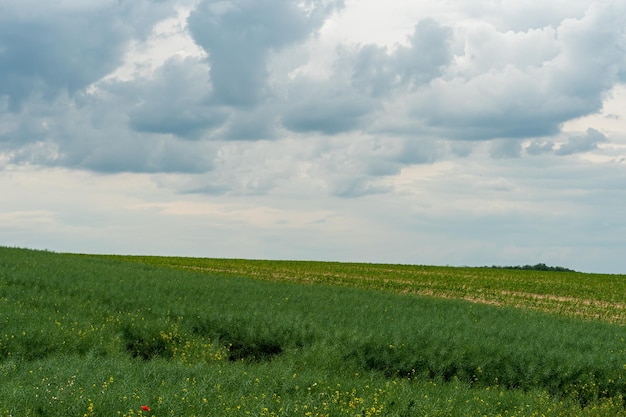 Un grande e bellissimo campo per la coltivazione del grano su scala industriale Il concetto di un ricco raccolto e di successo agroalimentare Sfondo del campo di grano