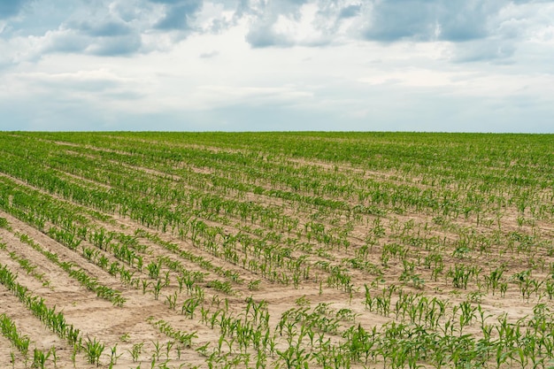 Un grande e bellissimo campo per la coltivazione del grano su scala industriale Il concetto di un ricco raccolto e di successo agroalimentare Sfondo del campo di grano