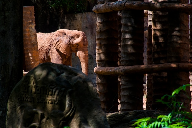 Un grande elefante africano pieno di sabbia cammina in una gabbia.