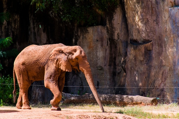 Un grande elefante africano pieno di sabbia cammina in una gabbia.