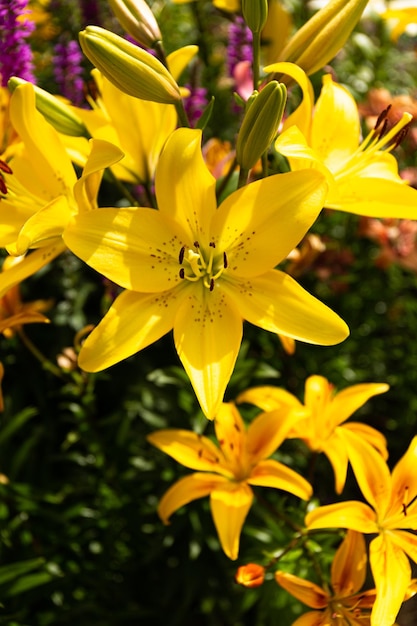 Un grande fiore di giglio giallo in primo piano alla luce del sole Fiori di giglio nel giardino