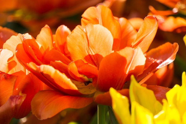Un grande fiore di tulipano doppio arancione