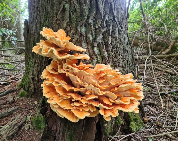 Un grande fungo attaccato a una quercia.