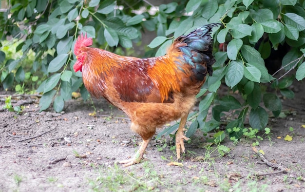 Un grande gallo con un ciuffo rosso nel villaggio Young Red Cockerel Rhode Island Red Barnyard Mix