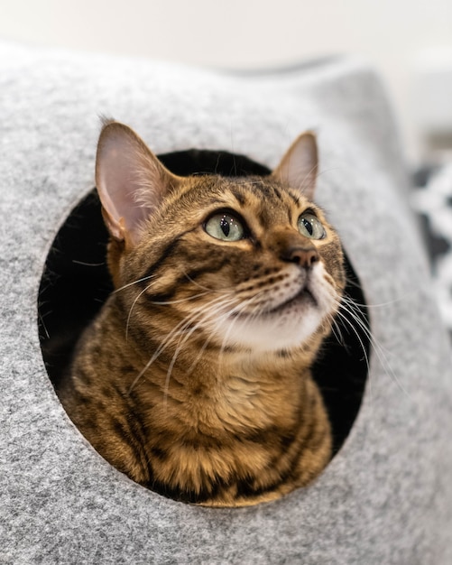 Un grande gatto domestico della savana o razza del Bengala in una cuccia.