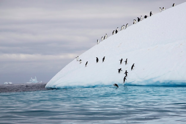 Un grande gruppo di pinguini che si arrampicano su un iceberg