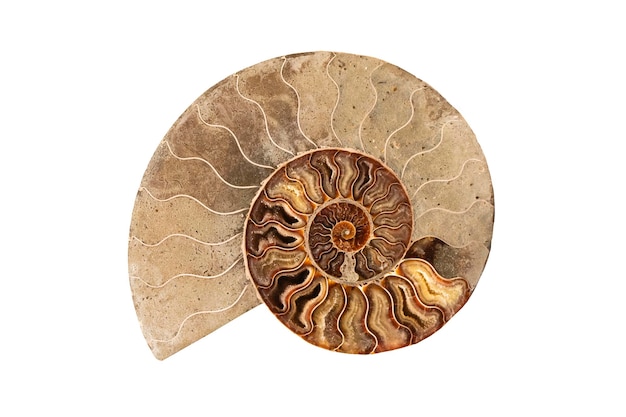 Un grande guscio di ammonite su uno sfondo bianco.