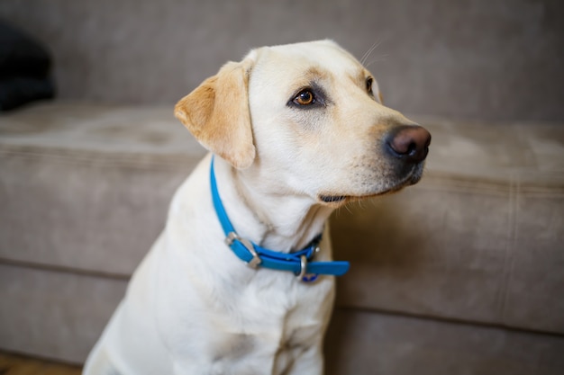 Un grande labrador bianco giace sul divano, un cane in casa, appartamento. Animale domestico amico dell'uomo