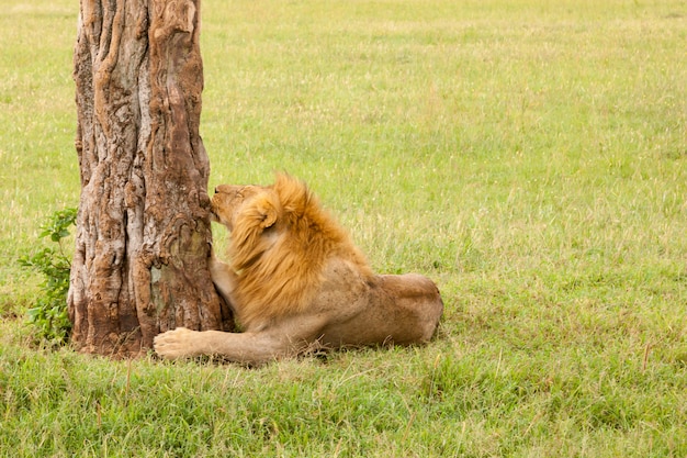 Un grande leone che riposa nell'erba nel prato