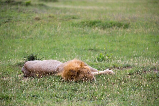 Un grande leone giace nell'erba della savana del Kenya