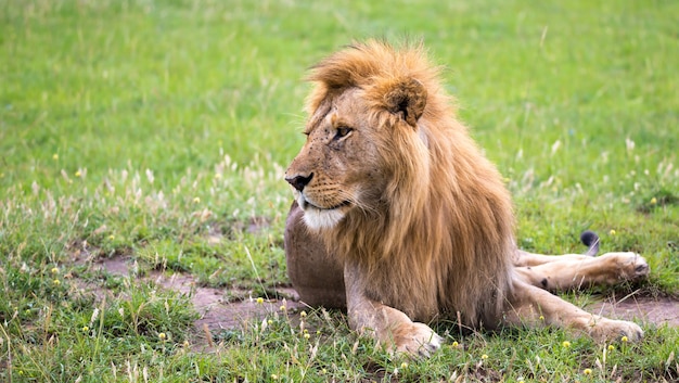 Un grande leone giace nell'erba in mezzo al paesaggio di una savana in Kenya