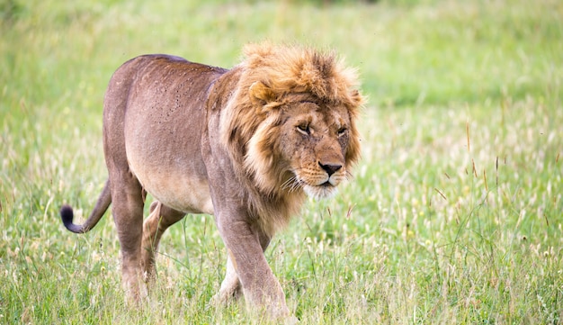 Un grande leone maschio sta camminando nella savana