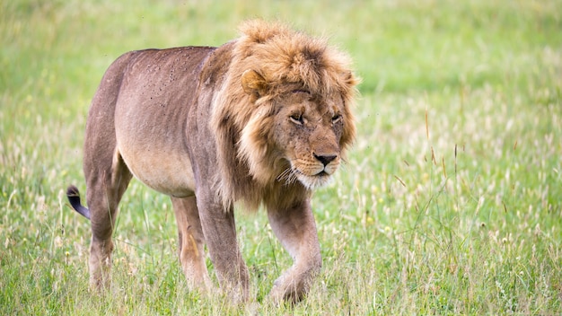 Un grande leone maschio sta camminando nella savana