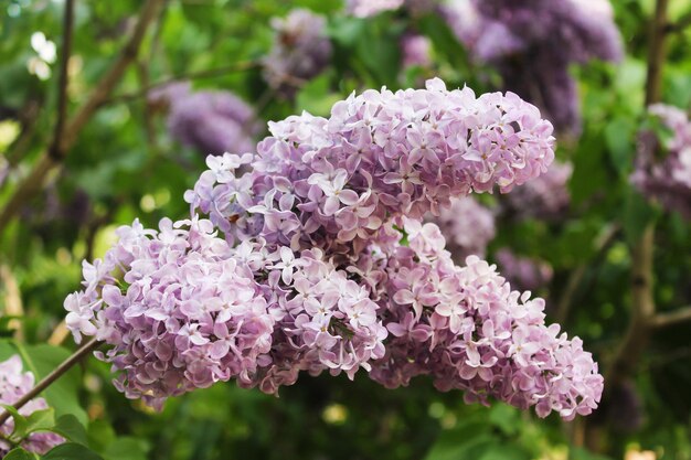 Un grande mazzo di affettuosi bellissimi lillà rosa sullo sfondo delle foglie è accarezzato dai raggi del sole