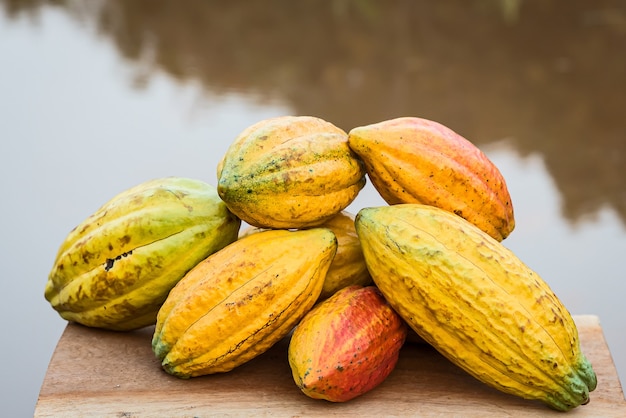 Un grande mazzo di baccelli di cacao colorati. Criollo, Forastero, Trinitario, diversi tipi di fave di cacao appena raccolte dall'albero